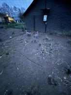 Koppel cereopsis ganzen