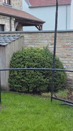 Ilexcrenata planten in bol vorm GRATIS afhalen., Tuin en Terras, Ophalen