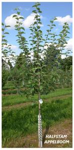 HALFSTAM APPELBOMEN "GRANNY SCHMIDT",  22€/stuk, Tuin en Terras, Ophalen, Lente, Volle zon, In pot