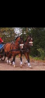 Dubbelspan d-pony’s te koop, Dieren en Toebehoren, Paarden