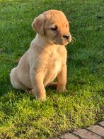 Labrador pups, Animaux & Accessoires, Chiens | Retrievers, Épagneuls & Chiens d'eau, 8 à 15 semaines, Labrador retriever, Plusieurs