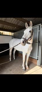 Merrie Zirocco Blue recreatie / fokmerrie, Dieren en Toebehoren, Paarden, Merrie
