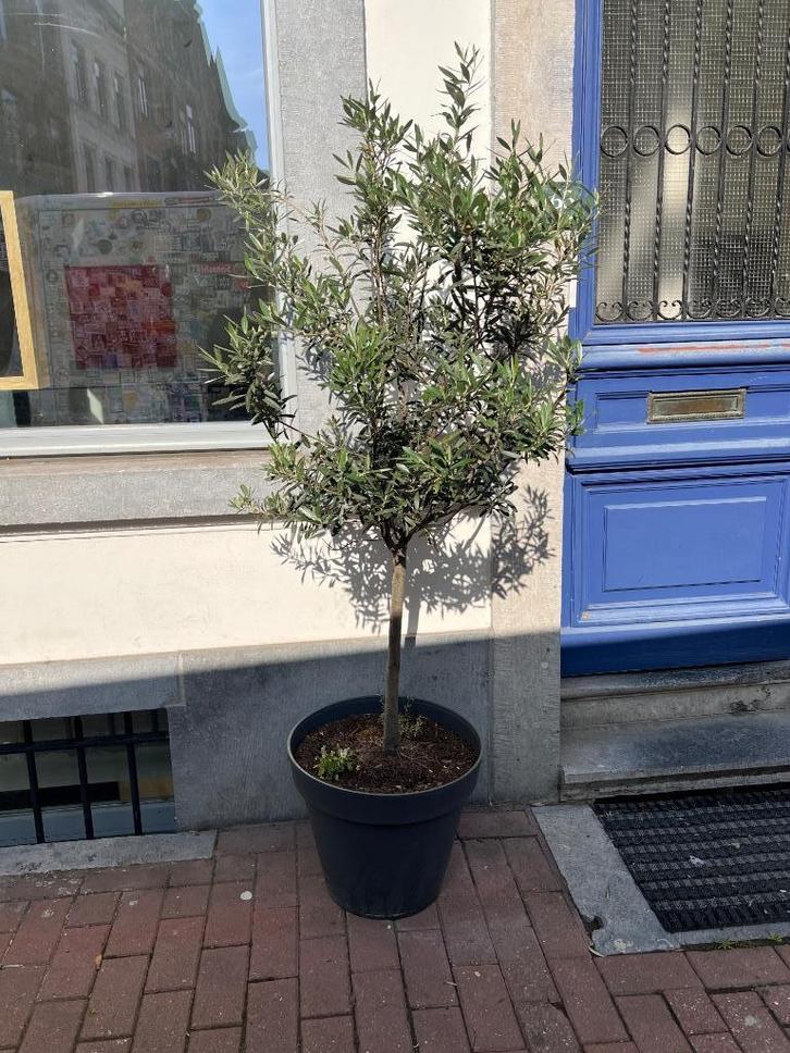 Olivier 1O ans d’âge, Tuin en Terras, Planten | Bomen, Olijfboom, 100 tot 250 cm, Halfschaduw, Zomer, In pot, Ophalen
