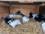 Jonge dwergkonijnen, Dieren en Toebehoren