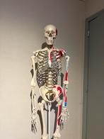 Jef, het skelet, te koop!, Boeken, Studieboeken en Cursussen, Ophalen, Zo goed als nieuw, Hoger Onderwijs