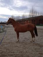Weidemaatje, Dieren en Toebehoren, Paarden