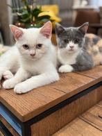 4 petits Chaton british shorthair cherches une famille, Meerdere dieren, Kortharig, 0 tot 2 jaar