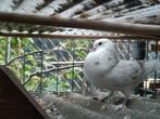 Kruising gaditano x Birmingham roller, Dieren en Toebehoren, Vogels | Duiven, Meerdere dieren, Overige soorten