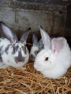 Jonge konijnen, Dieren en Toebehoren, Konijnen, Groot
