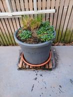 2 grijze bloempotten met plant, Tuin en Terras, Ophalen