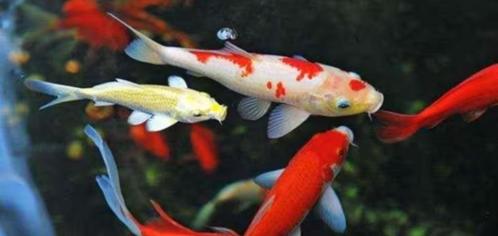Grote vijver zoekt nog wat extra vissen, Dieren en Toebehoren, Vissen | Vijvervissen, Karper of Koi