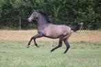 Beloftevolle PRE hengst / ruin 2 jaar, Gechipt, Niet van toepassing, Dressuurpaard, 0 tot 2 jaar
