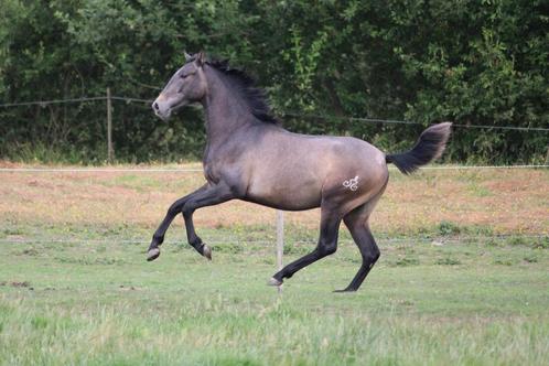 Beloftevolle PRE hengst / ruin 2 jaar, Dieren en Toebehoren, Paarden, Hengst, Niet van toepassing, 160 tot 165 cm, 0 tot 2 jaar