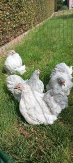 Cochinkriel sierkippen, Dieren en Toebehoren