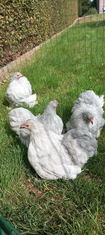 Cochinkriel sierkippen  beschikbaar voor biedingen