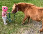 Verzorg pony aangeboden