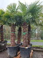 Palmboom Trachycarpus Fortunei, Halfschaduw, Ophalen, Palmboom