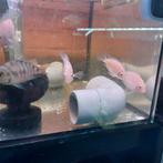 5 Witte zebrachicliden en 1 blauwe, Dieren en Toebehoren, Vissen | Aquariumvissen