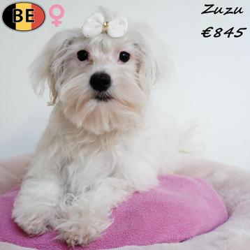 Zuzu, Maltezer pup - te koop (Belgisch) beschikbaar voor biedingen