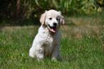 Golden Retriever pups te koop - Beide ouders aanwezig, Dieren en Toebehoren, Golden retriever, België, 8 tot 15 weken, CDV (hondenziekte)
