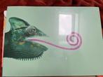 Metalen poster displate kameleon, Verzamelen, Posters, Ophalen