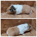 Us teddy cavia's.  Cavia, Dieren en Toebehoren, Knaagdieren, Januari, Cavia