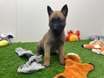 Nestje Mechelse herder pups, België, CDV (hondenziekte), 8 tot 15 weken, Meerdere