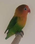 Agopornis fischeri, Dieren en Toebehoren, Vogels | Parkieten en Papegaaien, Mannelijk, Dwergpapegaai of Agapornis, Geringd