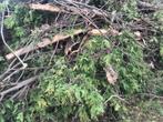 Evacuation déchets verts, Tuin en Terras, Zand, Ophalen, Gebruikt, Overige typen