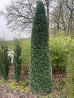 Taxus, Tuin en Terras, Ophalen, Taxus