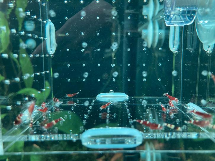 rubis rouge, Animaux & Accessoires, Poissons | Poissons d'aquarium, Poisson d'eau douce, Homard, Crabe ou Crevette, Banc de poissons