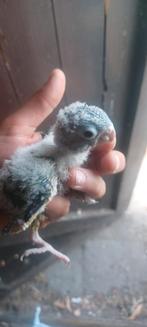 2 pyrhura´s te koop