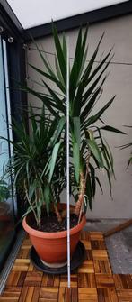 Yucca groot, Huis en Inrichting, Kamerplanten, Ophalen, Yucca, In pot, 200 cm of meer