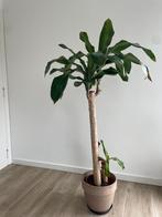 Dracanea plant, Huis en Inrichting, Kamerplanten, Ophalen, Palm, Halfschaduw, In pot