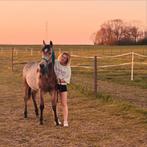 Georgie golden king, Dieren en Toebehoren, Paarden, Gechipt, Ruin, 0 tot 2 jaar, Onbeleerd