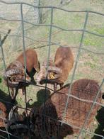 2 prachtige stamboek quesant rammen bokken, Dieren en Toebehoren, Schapen, Geiten en Varkens, Mannelijk, Schaap, 0 tot 2 jaar