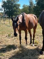 Draagmerrie/ recreatiepaard te koop, Dieren en Toebehoren, Paarden, 3 tot 6 jaar, Onbeleerd, Merrie, Gechipt