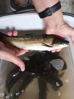 Zelf opgewekte graskarpers eet algen eendenkroos