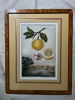 4 fruitafdrukken, lijsten met iepenwortels!, Antiek en Kunst, Ophalen