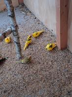 Diverse kakarikis, Dieren en Toebehoren, Vogels | Parkieten en Papegaaien