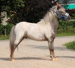 Te koop Super gave grote maat fewspot shetlander ruin, Dieren en Toebehoren, Ruin, Gechipt