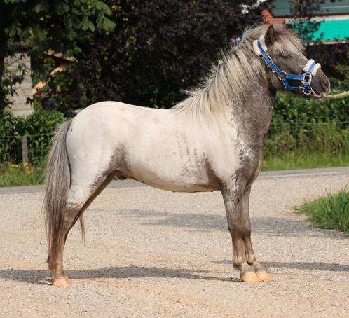 Te koop Super gave grote maat fewspot shetlander ruin, Dieren en Toebehoren, Pony's, Ruin, Gechipt
