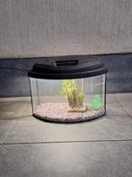 Aquarium, Animaux & Accessoires, Poissons | Aquariums & Accessoires, Comme neuf, Autres types, Enlèvement ou Envoi