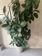 Mooie plant te koop, Tuin en Terras, Planten | Tuinplanten, Ophalen