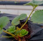Aardbeiplanten, Tuin en Terras, Ophalen