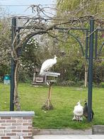 witte pauwen, Animaux & Accessoires, Volatiles, Mâle, Autres espèces