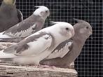 Valkparkieten, Dieren en Toebehoren, Vogels | Parkieten en Papegaaien, Geringd