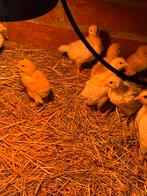 Kuikens, Dieren en Toebehoren, Pluimvee, Meerdere dieren, Kip