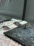 Corydoras schwartzi, Vis, Zoetwatervis, Schoolvis