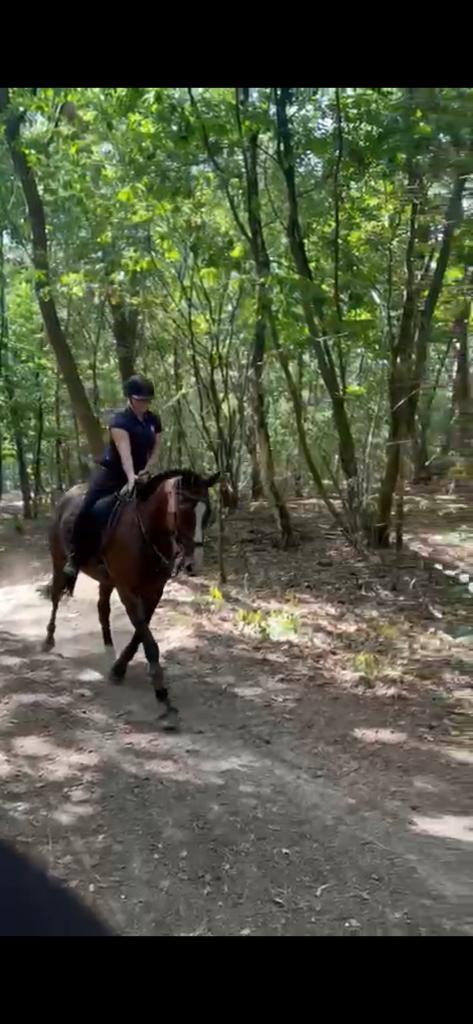 Deze toffe merrie zoekt met spoed nieuw huisje!, Dieren en Toebehoren, Paarden, Merrie